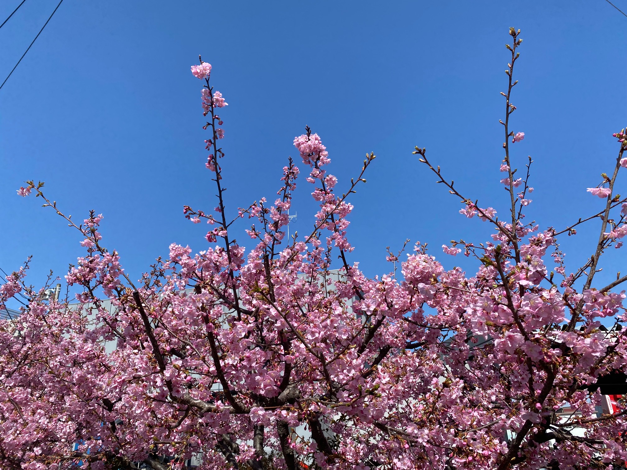 春ですね