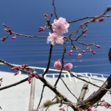 しだれ桜咲き始めました🌸