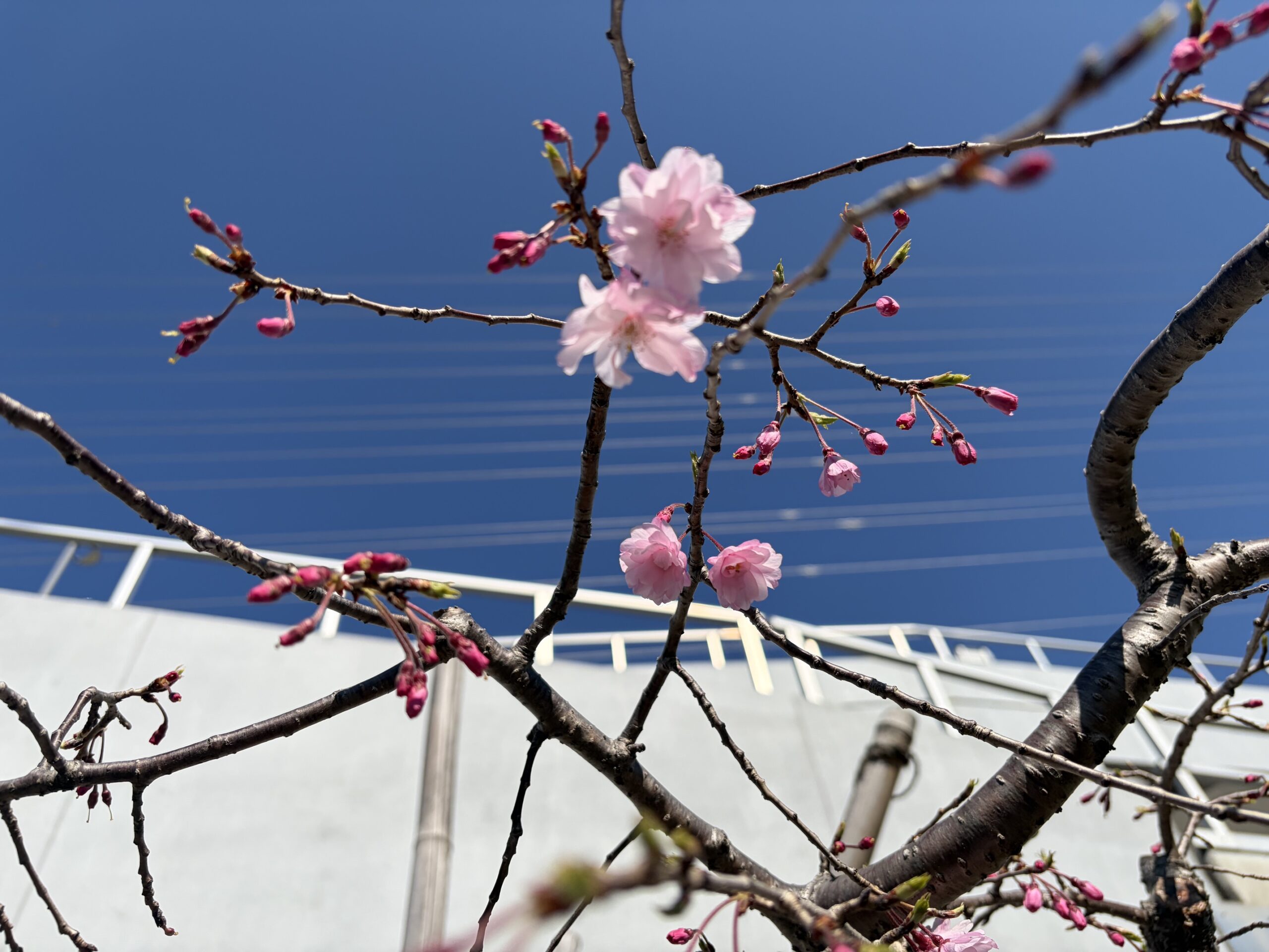 しだれ桜咲き始めました🌸